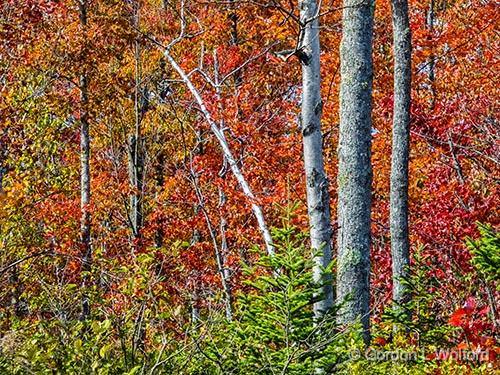 Autumn Trees_DSCF4947.jpg - Photographed near Franktown, Ontario, Canada.
